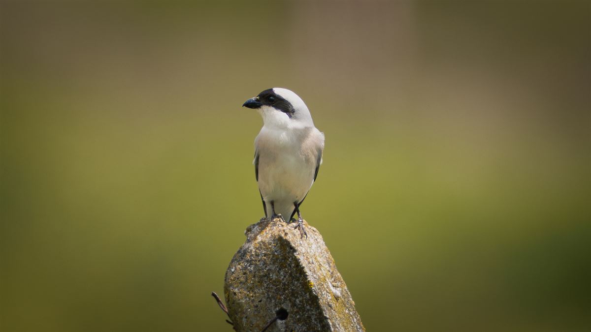 Lesser Grey Shrike