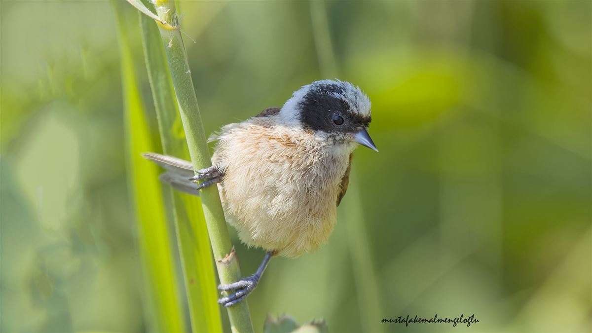 Eurasian Penduline Tit