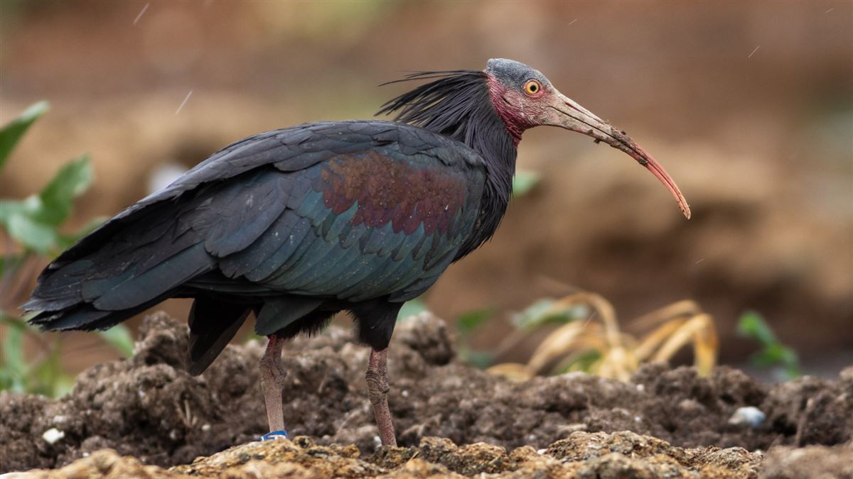 Northern Bald Ibis