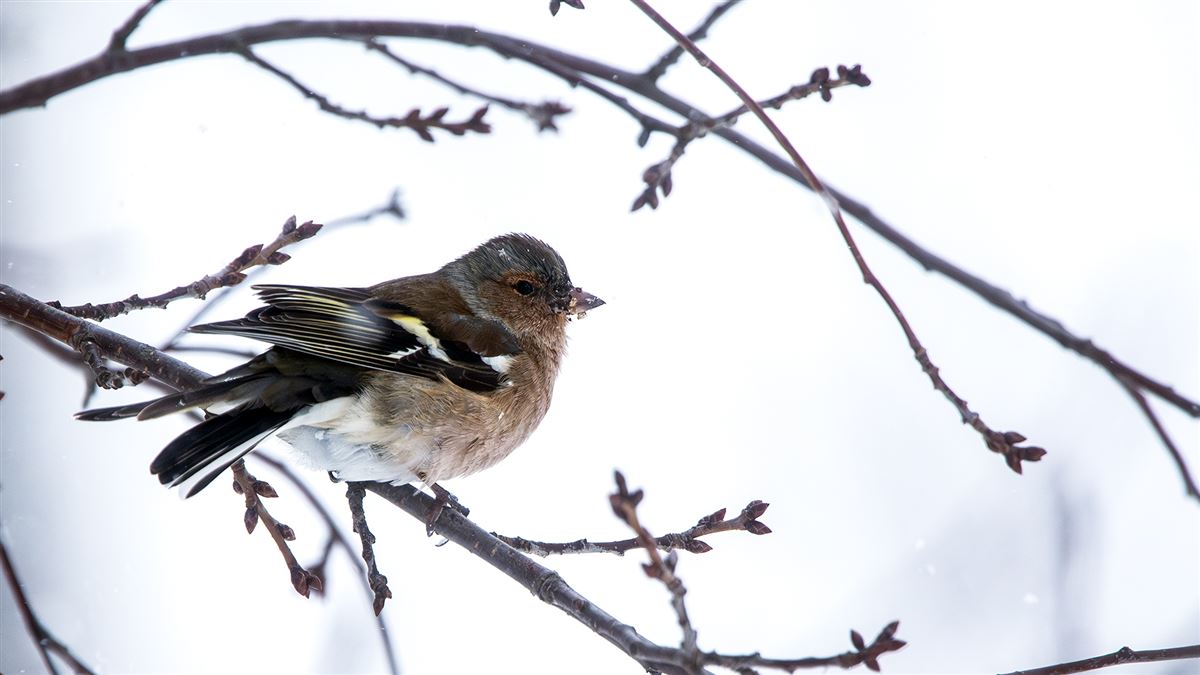 Eurasian Chaffinch