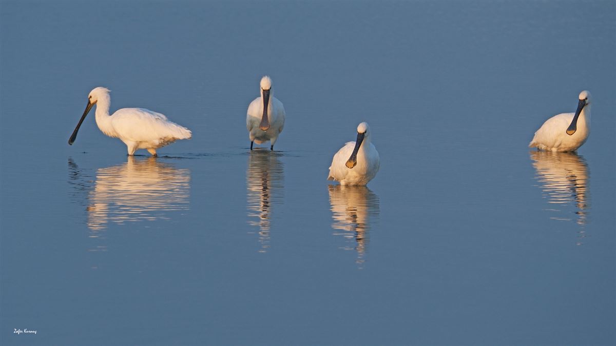 Eurasian Spoonbill