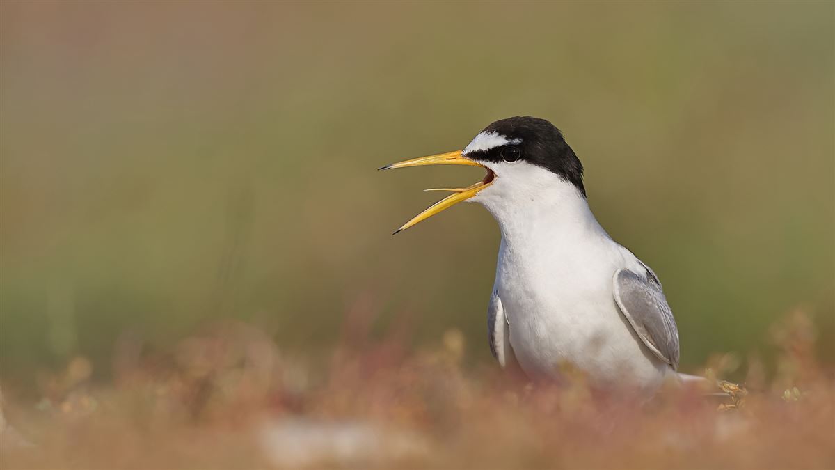 Little Tern