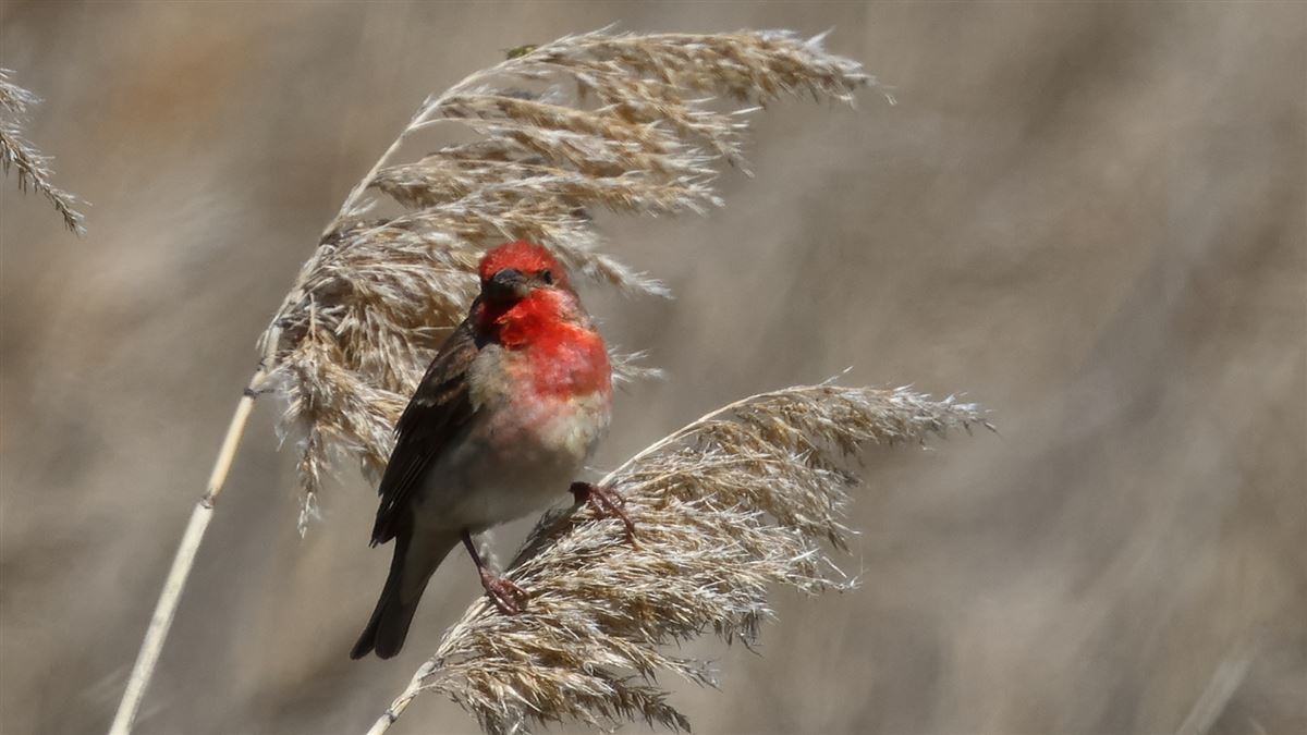 Common Rosefinch