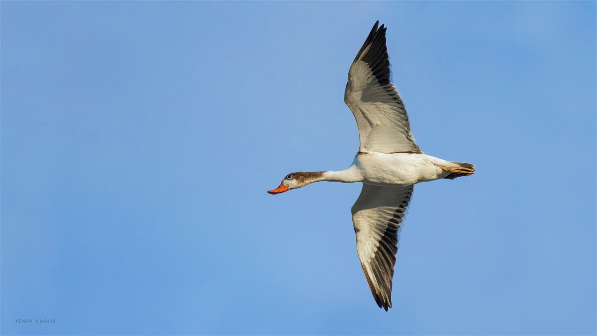 Common Shelduck