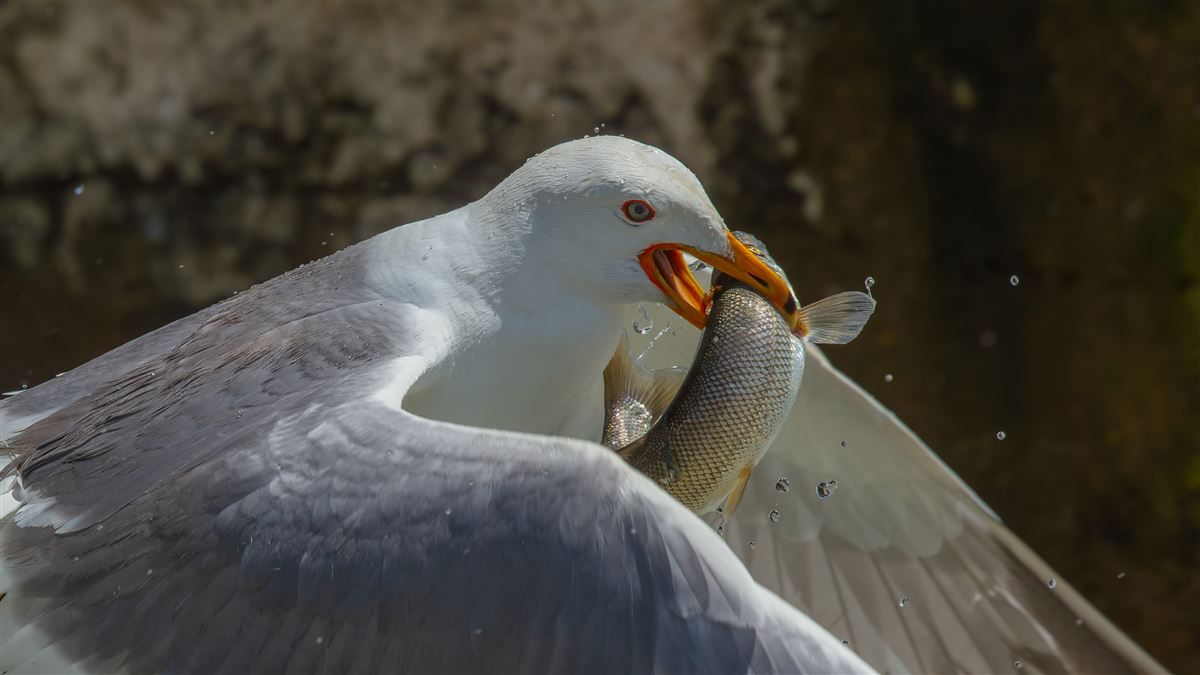 Armenian Gull
