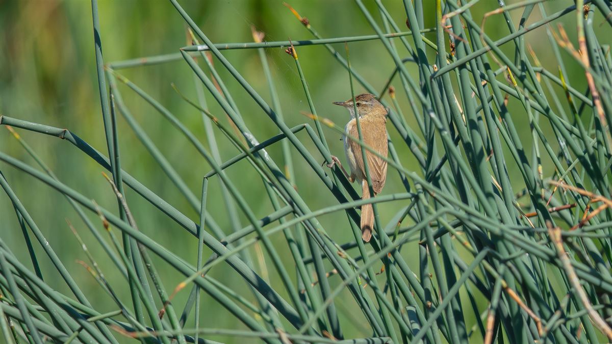 Paddyfield Warbler