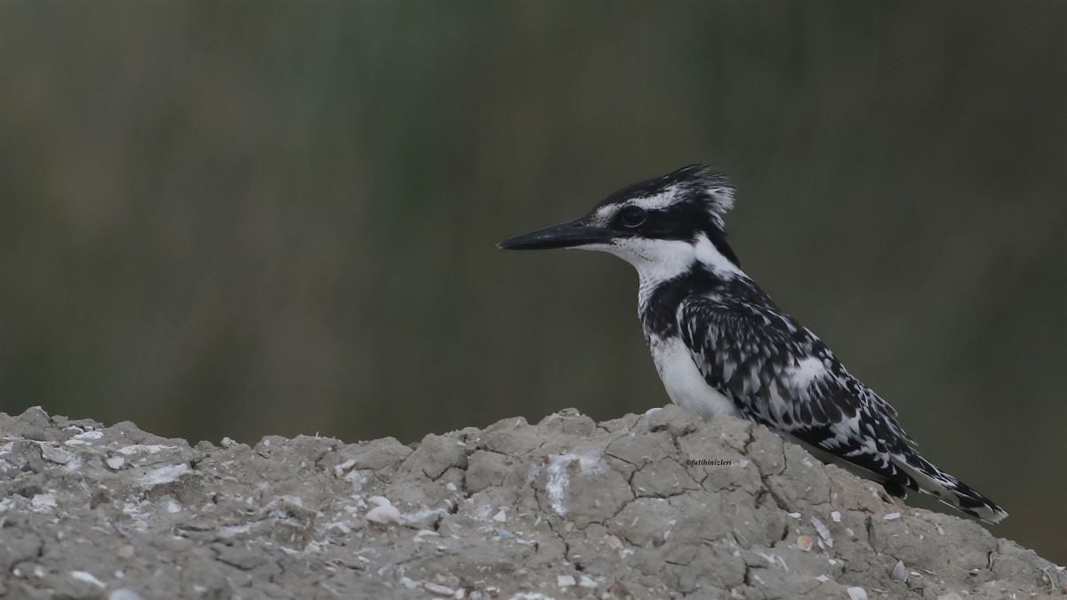 Pied Kingfisher
