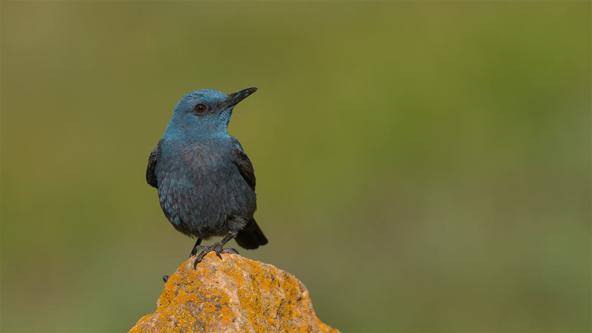 Blue Rock Thrush