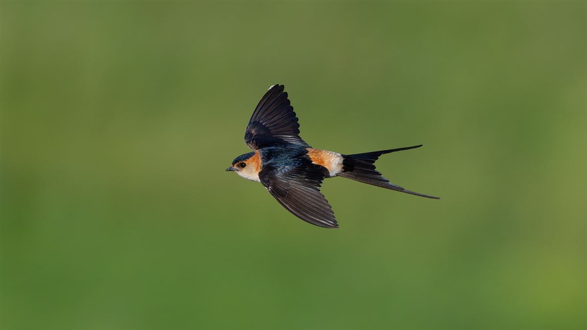 European Red-rumped Swallow