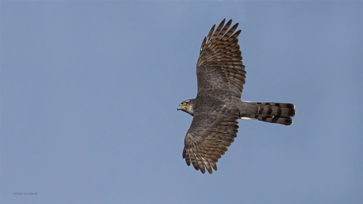 Eurasian Sparrowhawk