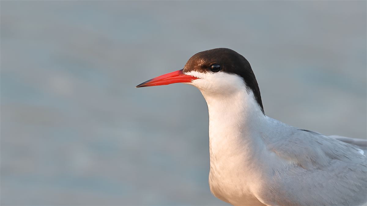 Common Tern