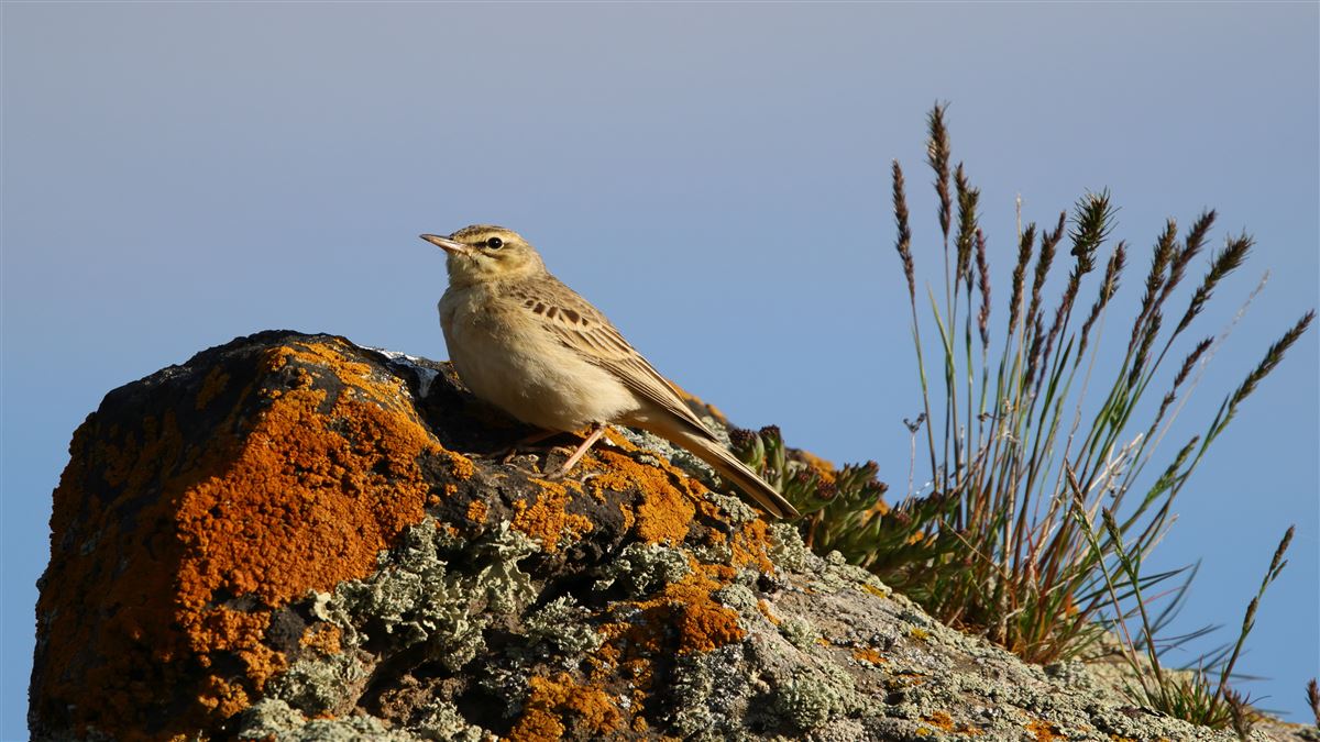 Tawny Pipit