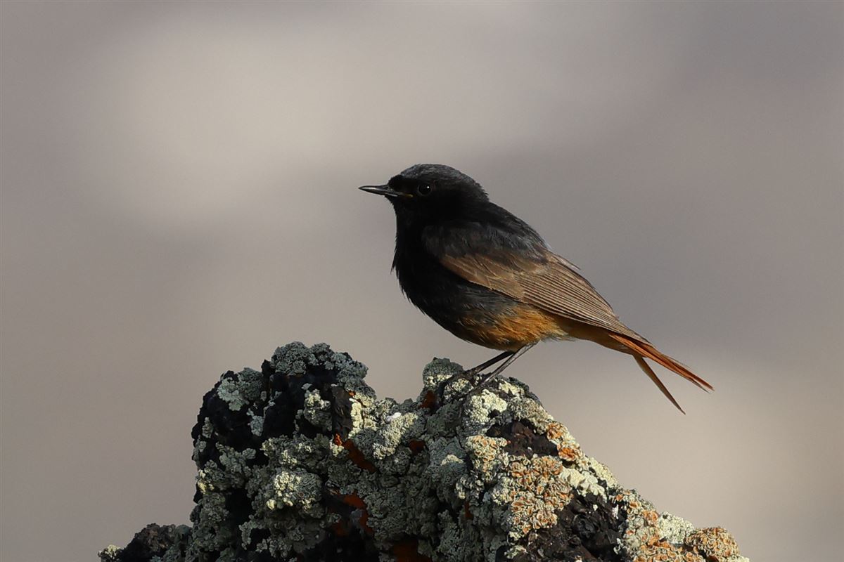 Black Redstart