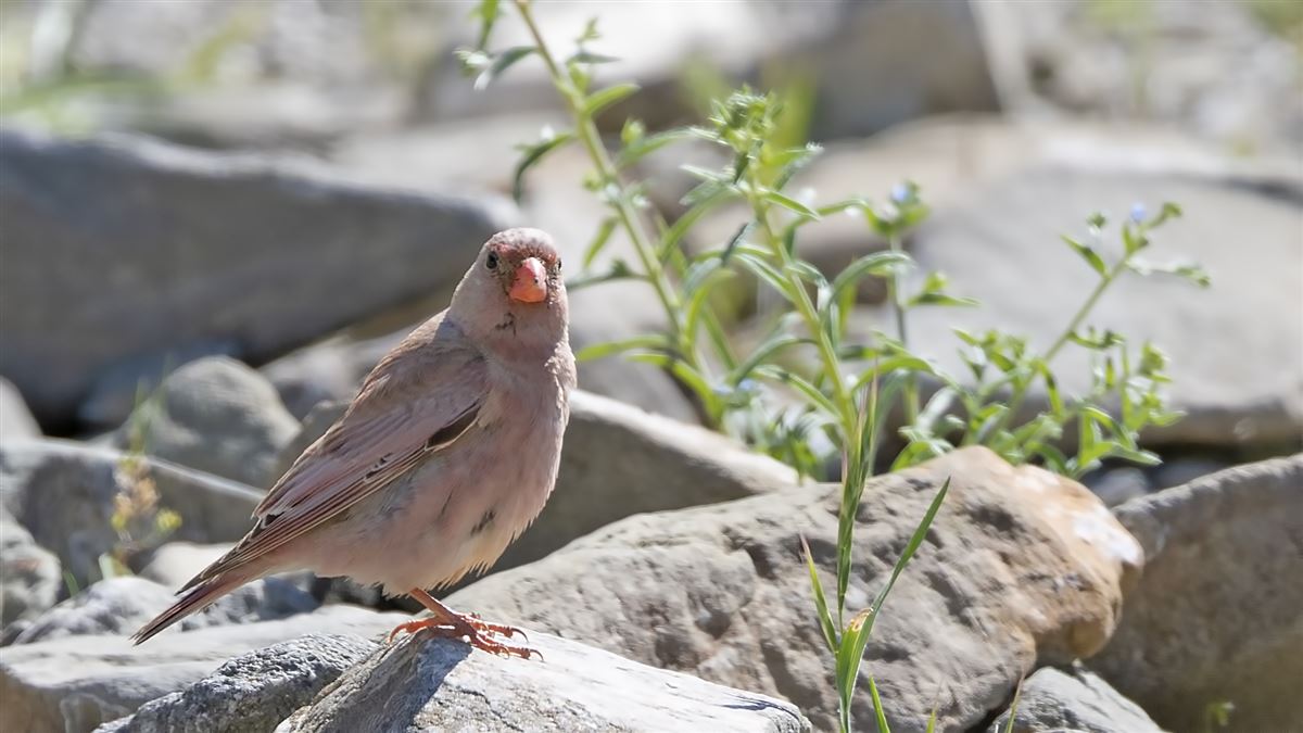 Trumpeter Finch