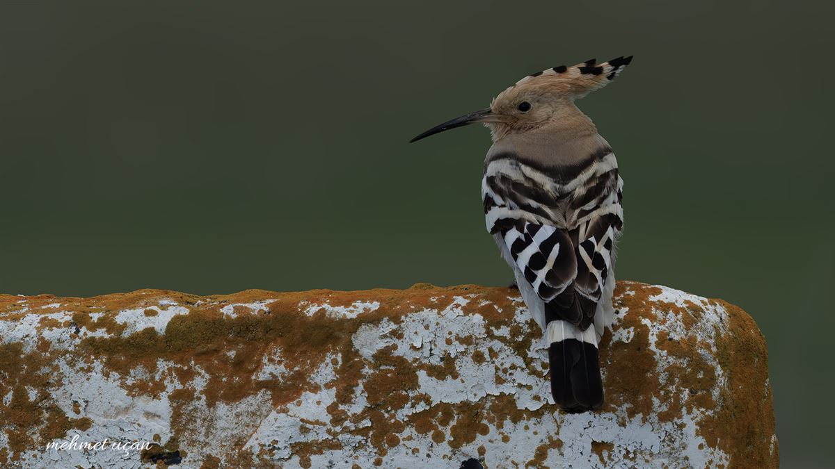 Common Hoopoe