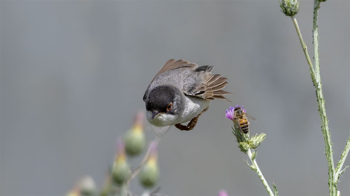 Menetries`s Warbler