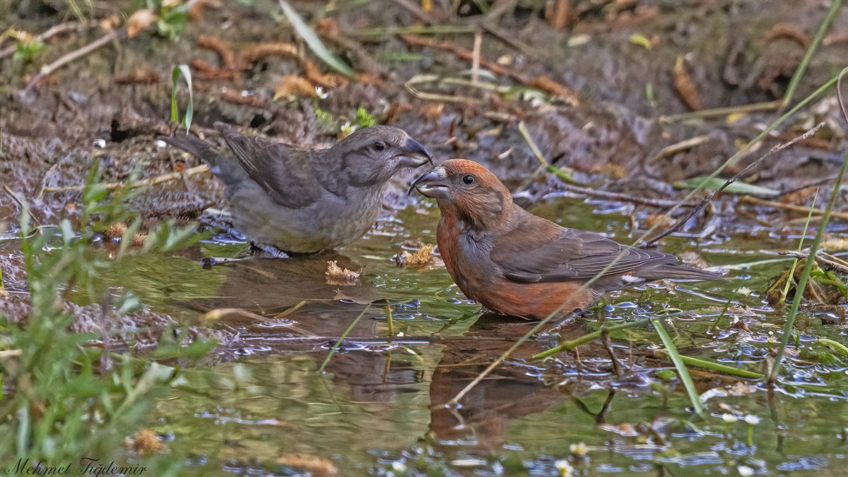 Red Crossbill