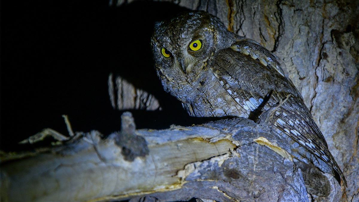 Eurasian Scops Owl