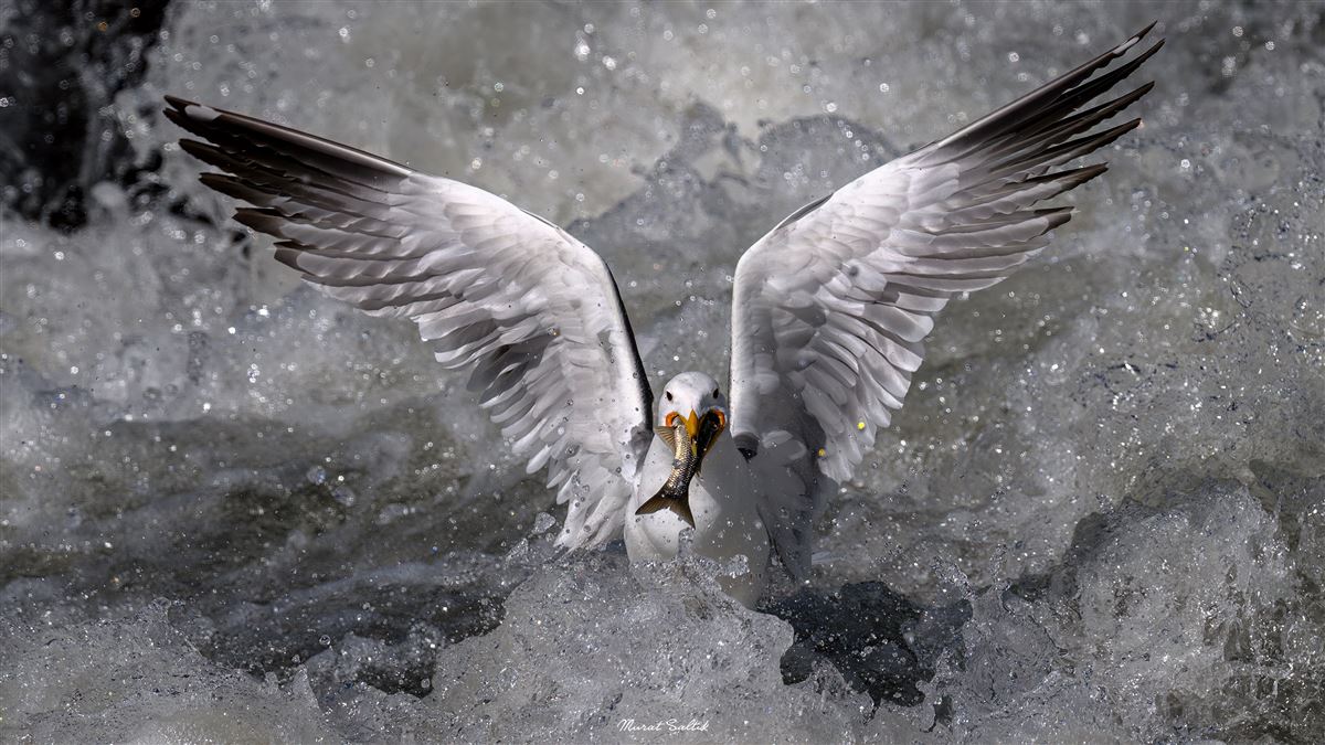 Armenian Gull