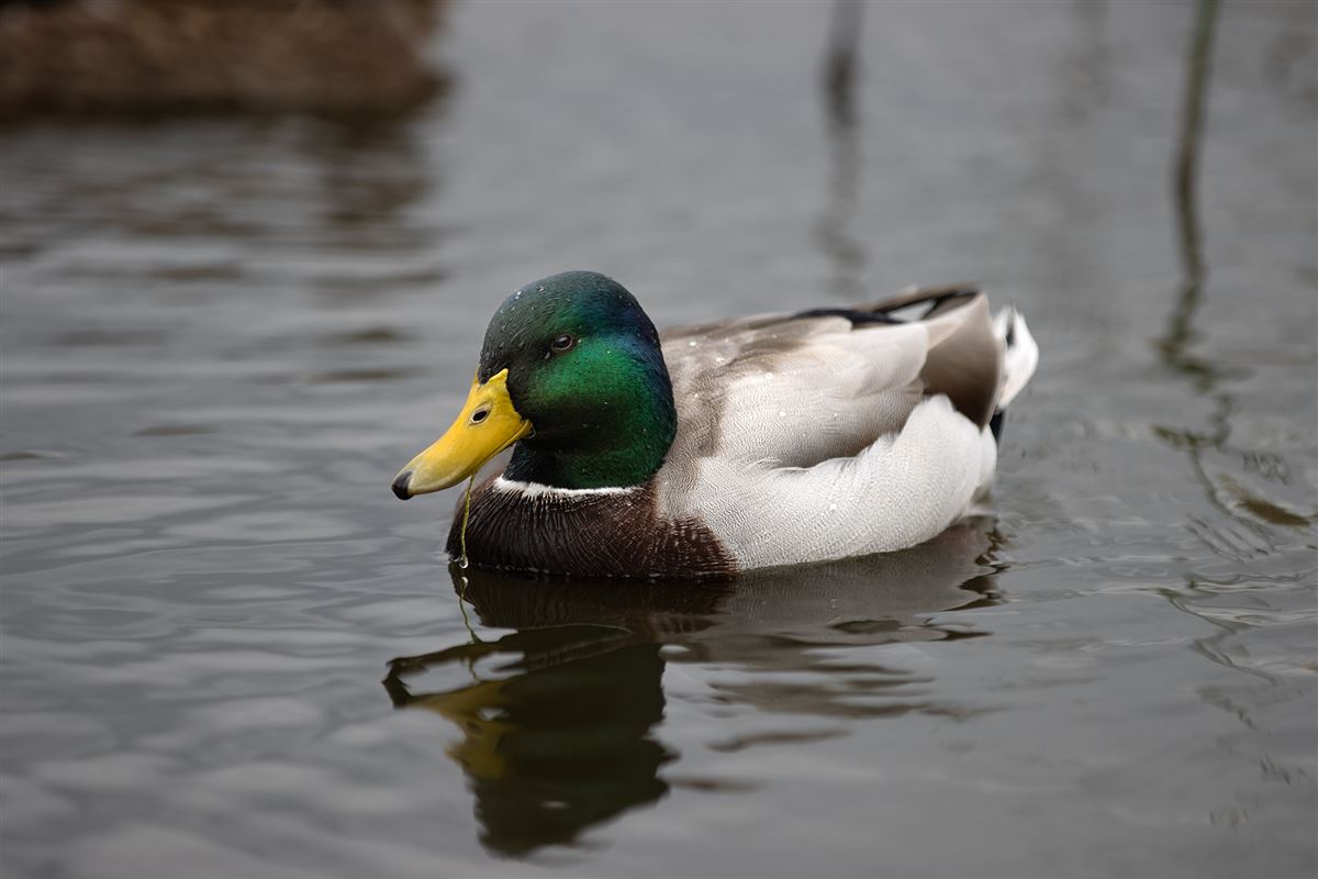 Mallard