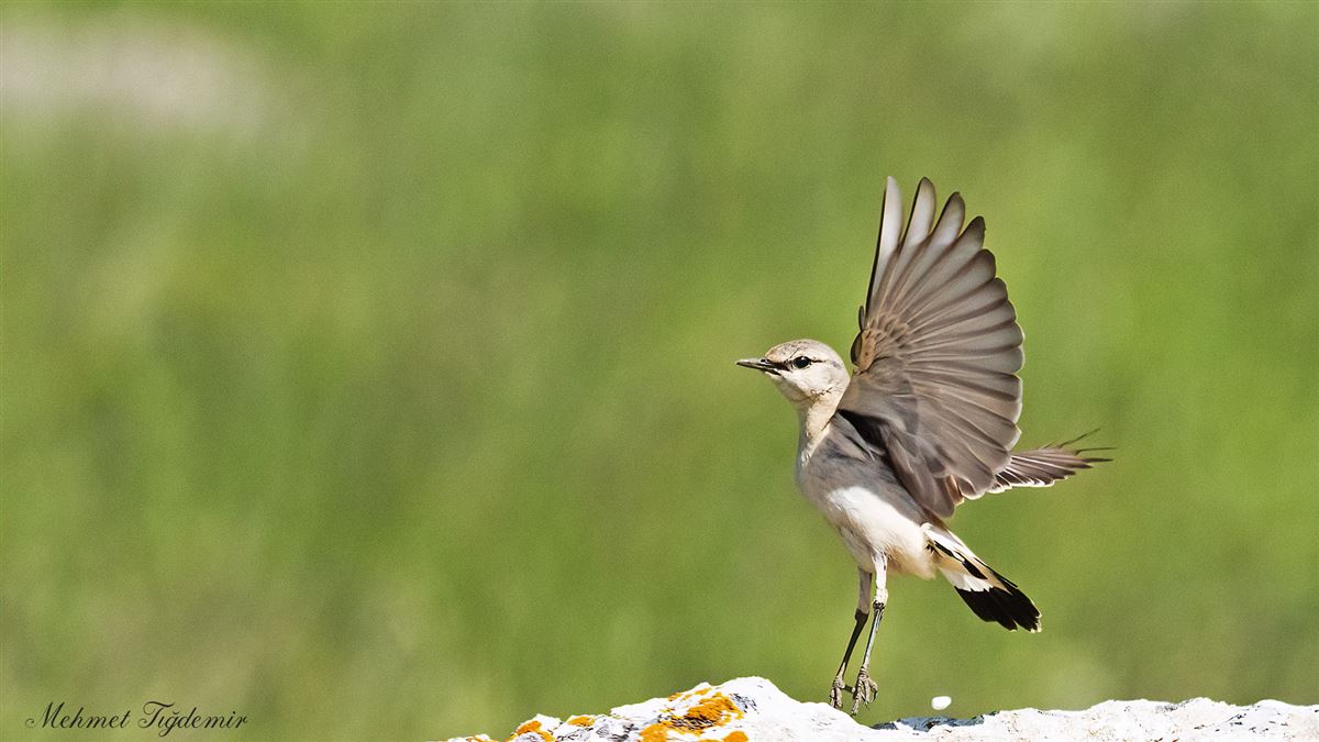 Isabelline Wheatear