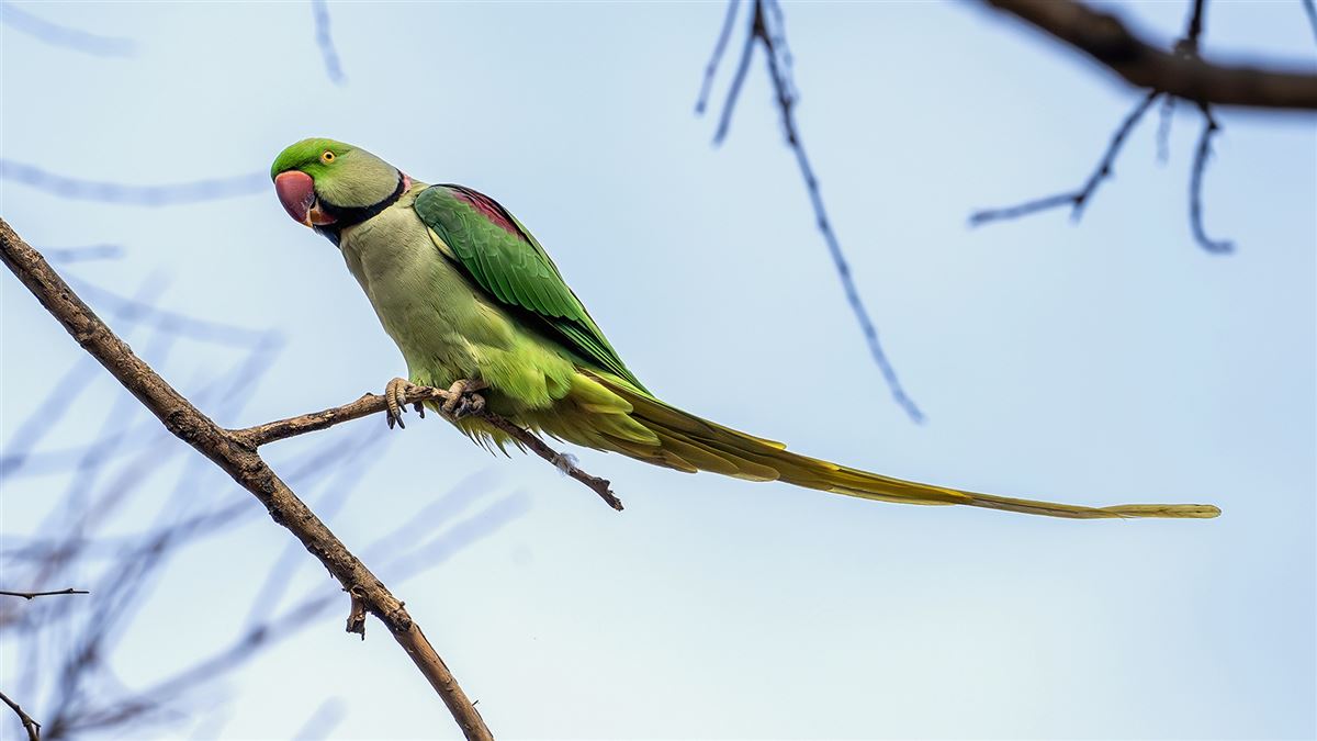 Alexandrine Parakeet