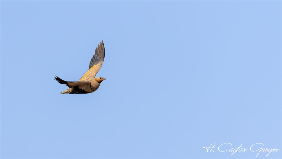 Black-bellied Sandgrouse