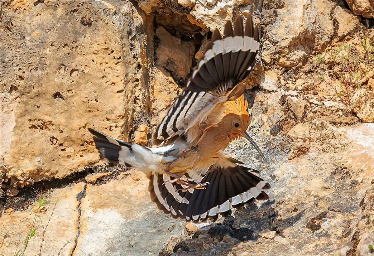 Common Hoopoe
