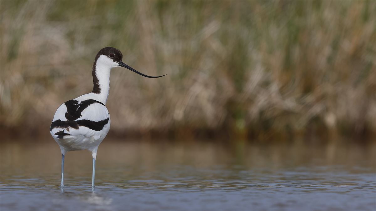 Pied Avocet