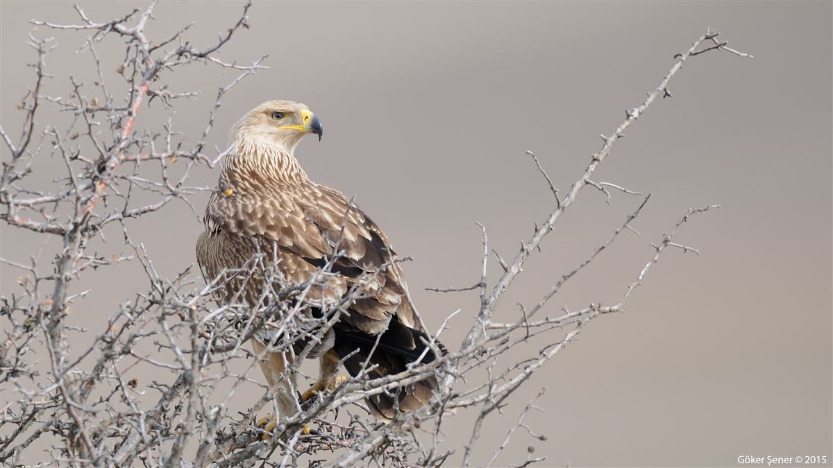 Eastern Imperial Eagle