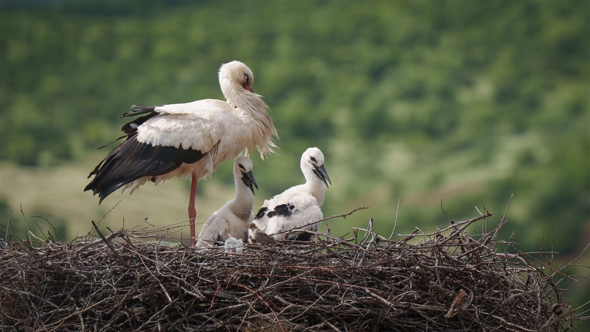 White Stork