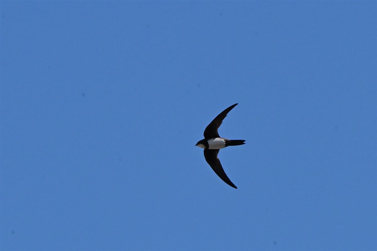 Alpine Swift