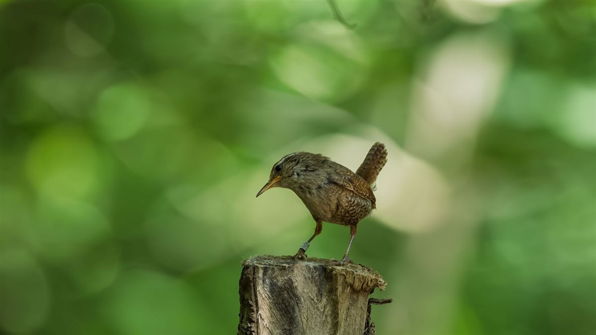 Eurasian Wren