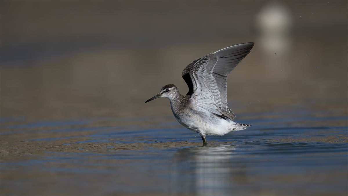 Wood Sandpiper