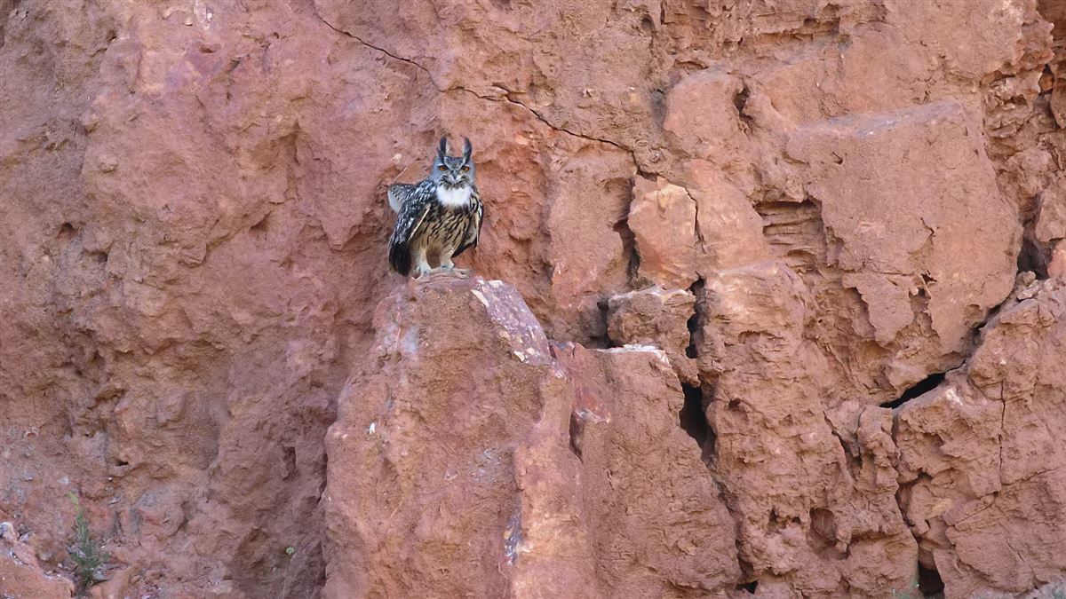 Eurasian Eagle-Owl