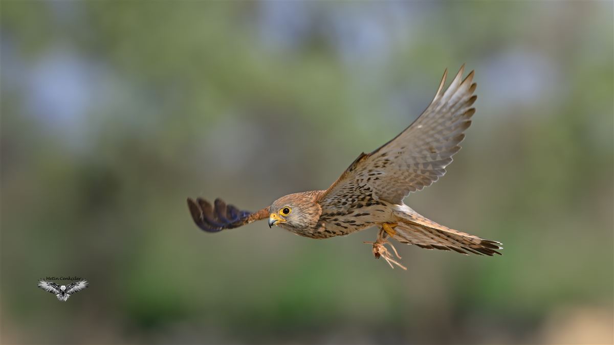 Lesser Kestrel