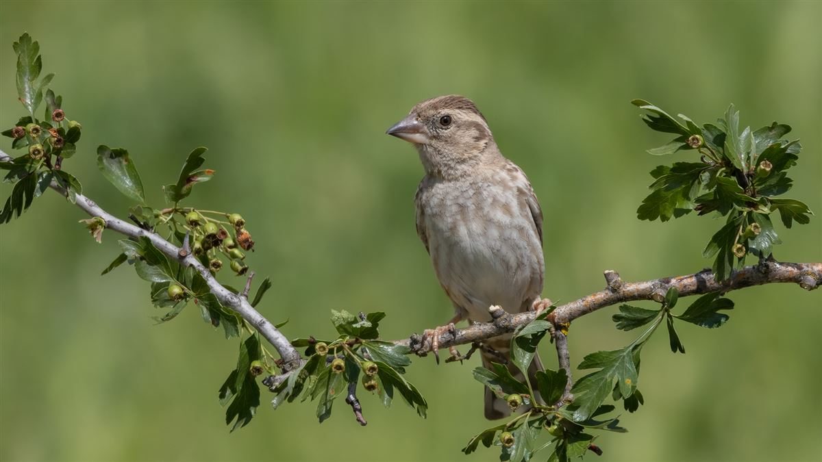 Rock Sparrow