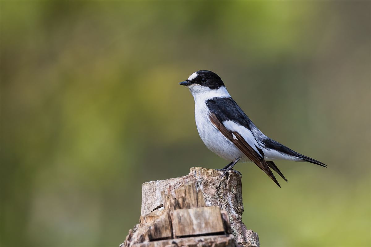 Collared Flycatcher