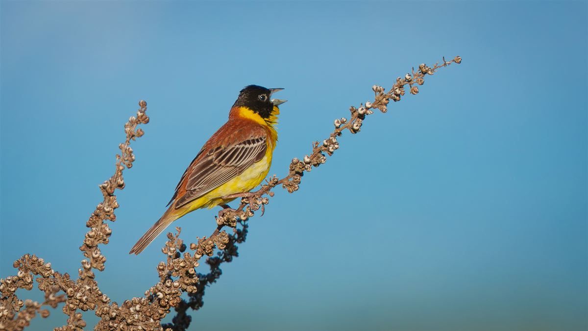 Black-headed Bunting