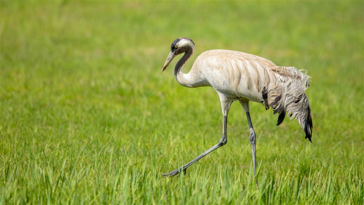 Common Crane