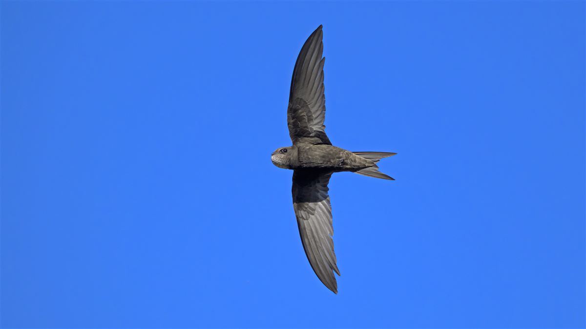 Common Swift