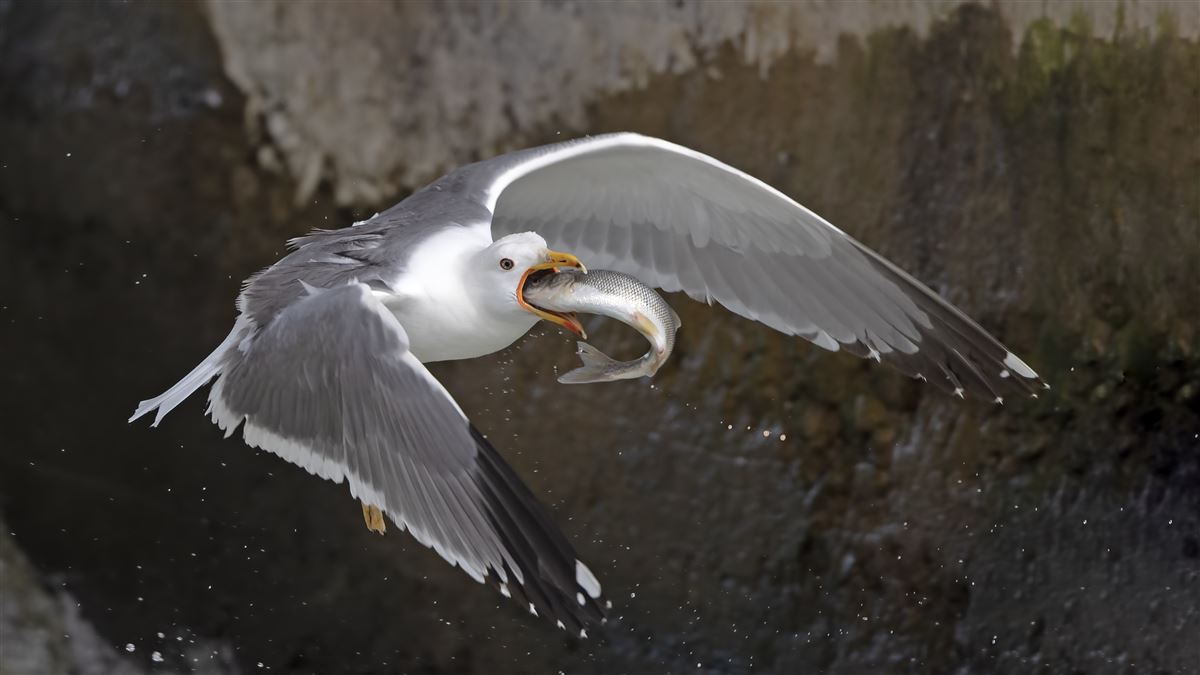 Armenian Gull