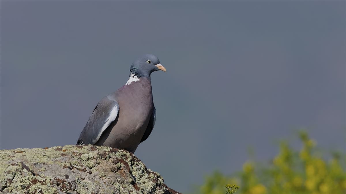 Common Wood Pigeon