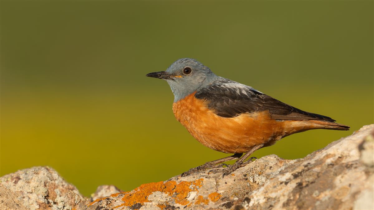 Common Rock Thrush