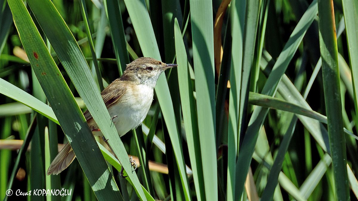 Paddyfield Warbler