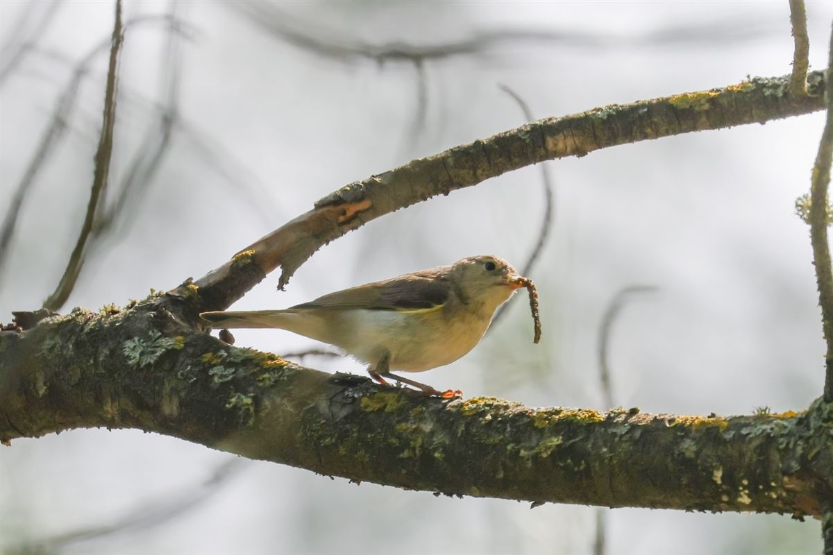 Eastern Bonelli`s Warbler