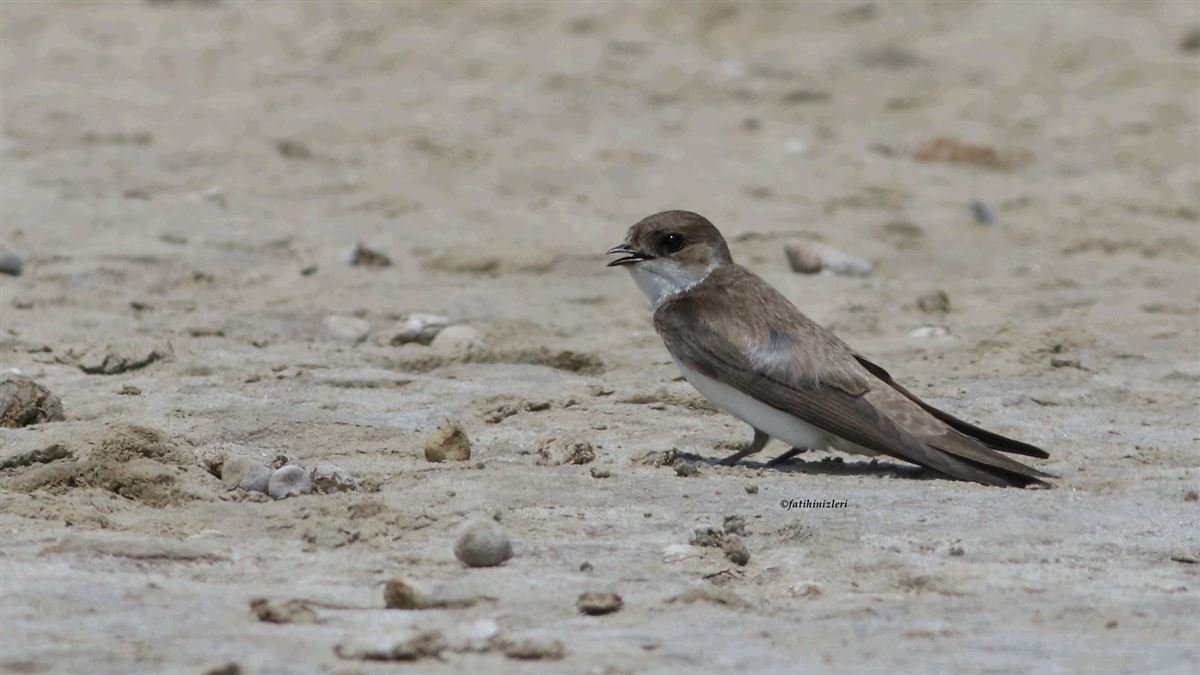 Sand Martin
