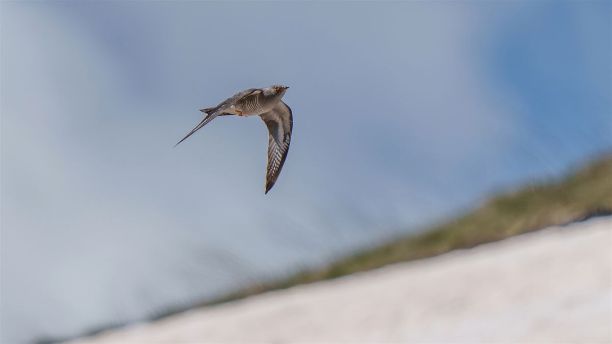 Common Cuckoo