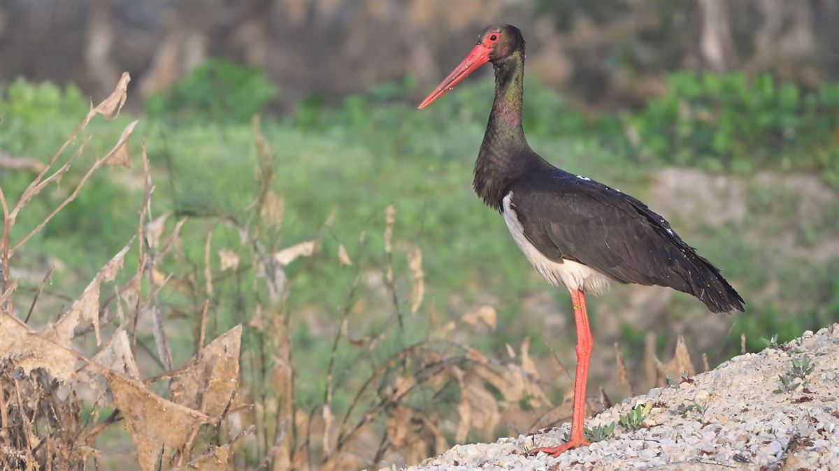 Black Stork