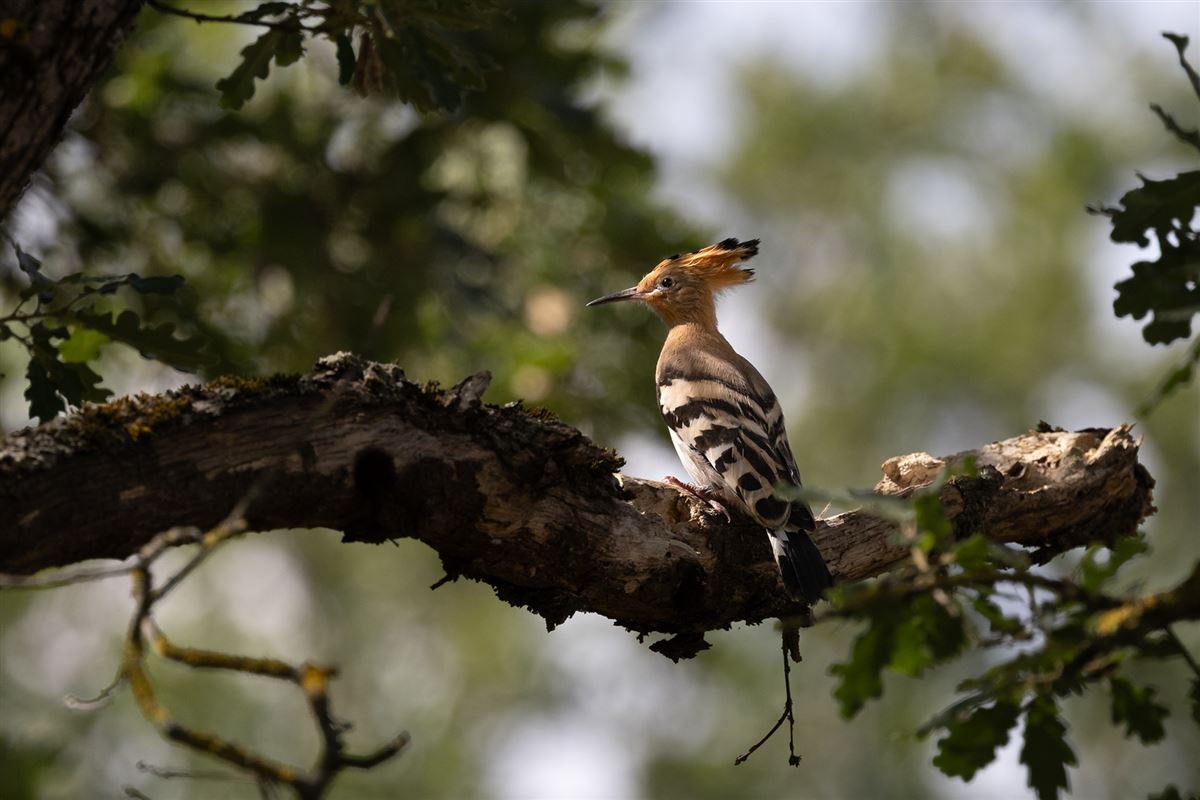 Common Hoopoe